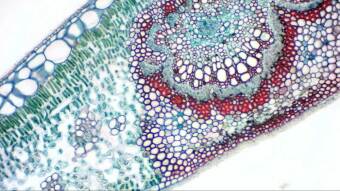 Камера цифровая окулярная Bresser MikrOkular Full HD