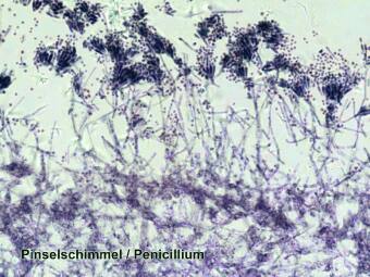 Набор микропрепаратов Bresser 50 шт., в кейсе